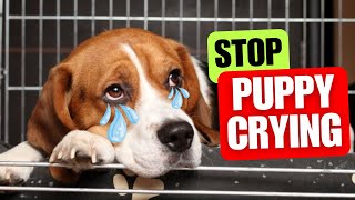How to Get Your Puppy To Stop Crying and Whining