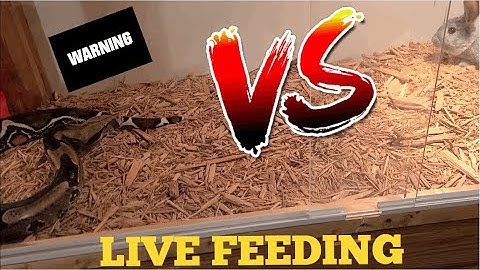 ❗️❗️❗️Medusa(Red Tail Boa) eats live bunny❗️❗️❗️❗️❗️❗️❗️❗️❗️