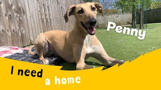 Penny The Pretty Lurcher Dogs Trust Manchester