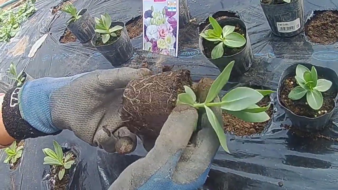 トルコキキョウ 越冬苗の定植22 03 11みっちゃんの花と野菜の家庭菜園 Youtube トルコキキョウ 越冬苗の定植22 03 11みっちゃんの花と野菜の家庭菜園 Youtube