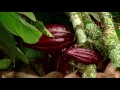 FEDECACAO -  INJERTACIÓN EN EL CULTIVO DE  CACAO