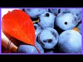 🍇 Заготовка  Из Терна