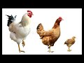 ¿Una gallina necesita un gallo para poner huevos?