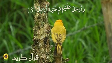 القارئ خالد الجليل 🍃 سورة الفيل 🌿🌿