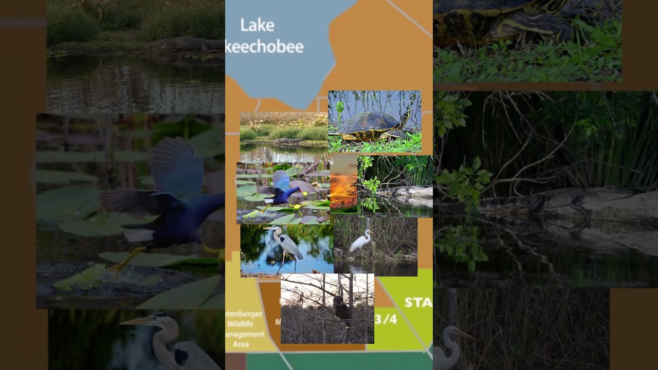 Do you enjoy the florida Outdoors?