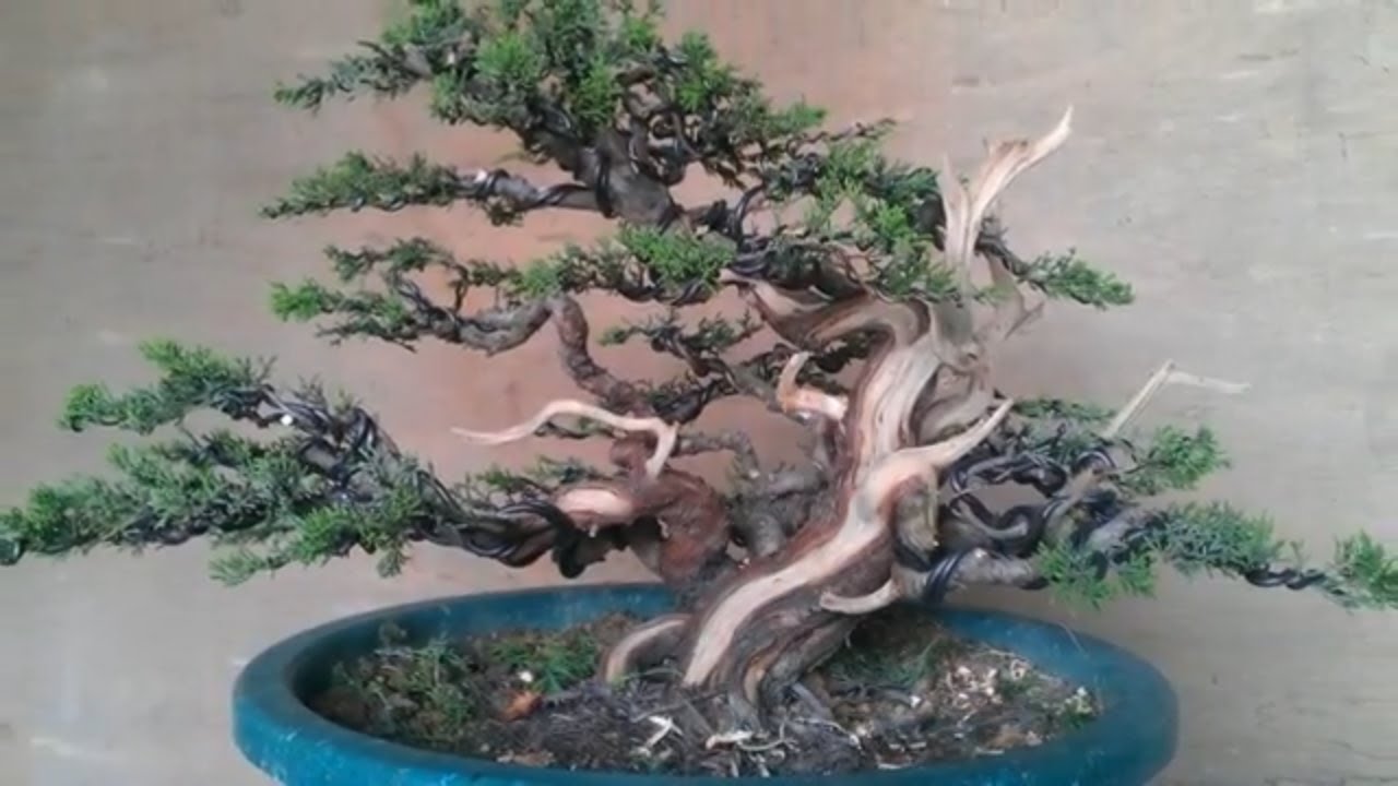 BONSAI EXHIBITION IN THE WORLD Part 4 YouTube