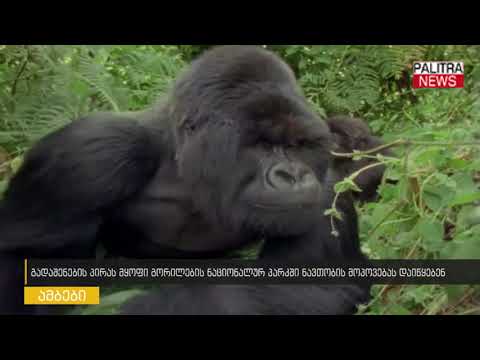 გადაშენების პირას მყოფი გორილების ნაციონალურ პარკში ნავთობის მოპოვებას დაიწყებენ