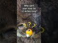 Why Can’t Your Nose Be 12 Inches Long? 👃😂 #riddles #getleboss #funny #nose