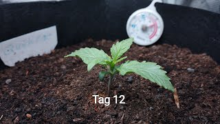 Cannabis Grow Quick One Tag 12 Vlog