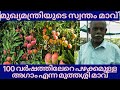 100 വർഷത്തിലേറെയായ മുഖ്യമന്ത്രിയുടെ സ്വന്തം മുത്തശ്ശി മാവ് #mango#mangofruit#fruit#kingoffruits