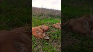 Roe deer hunting in Romania; Rehbock Jagd in Rumänien;Jacht op reeën in Roemenië ; #hunting #roebuck