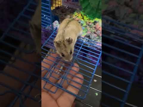 He's just a lil guy (Cute Chinese Dwarf Hamster)