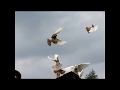 николаевские  голуби  завораживающий полет голубей у ветерана/ что они только вытворяют/