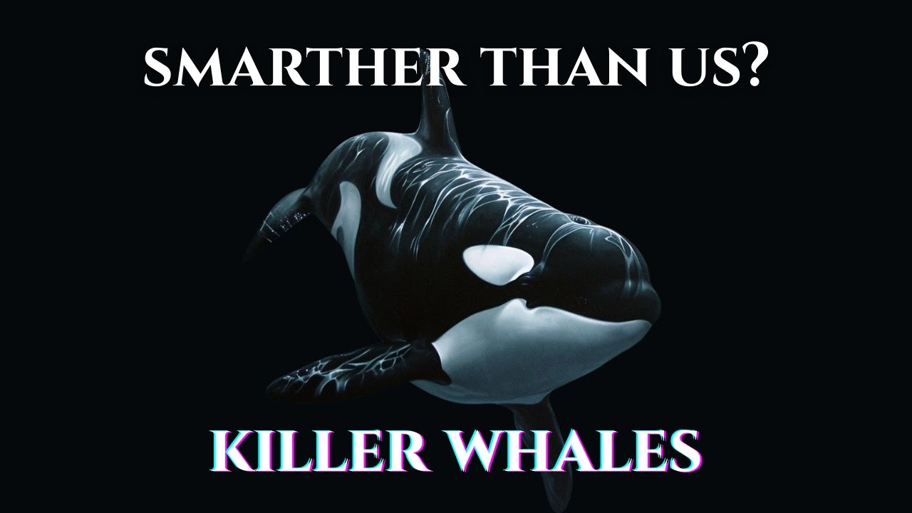 Why Killer Whales Are Smarter Than We Thought — Science Explained - Fall A Sleep To Science