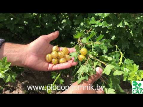 🌿 Самый ранний сорт крыжовника Яровой. Желтый крыжовник суперраннего срока созревания. 🌿