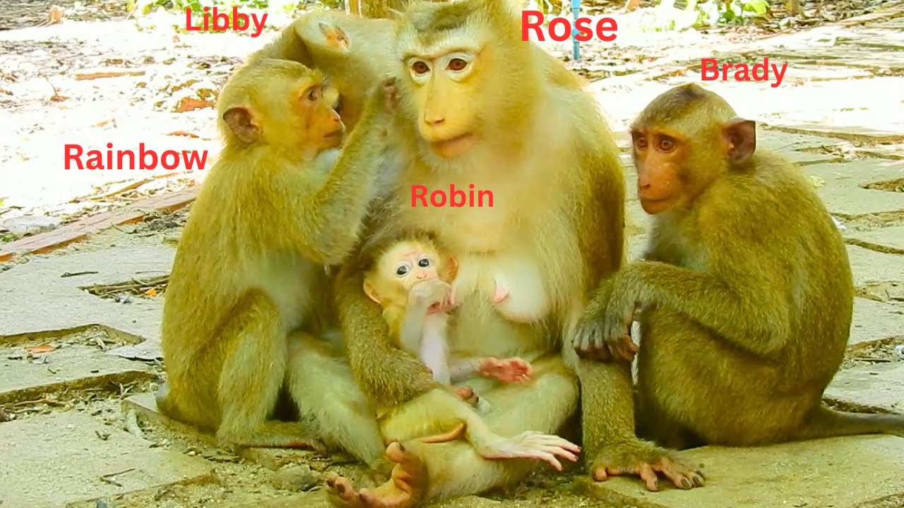 Rose The Rabbit Monkey WOW! Finally, Monkey Rainbow & Monkey Brady came to take care of Mom ...