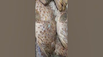 Fresh Grouper fish #satisfying #fresh #trending #viral #shorts #shortvideo