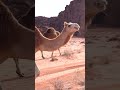 Ancient City of Petra with Middle Eastern Music for Stress Relief