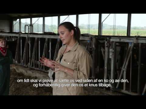 Video: Forplantningsstyring Hos Malkekøer - Fremtiden