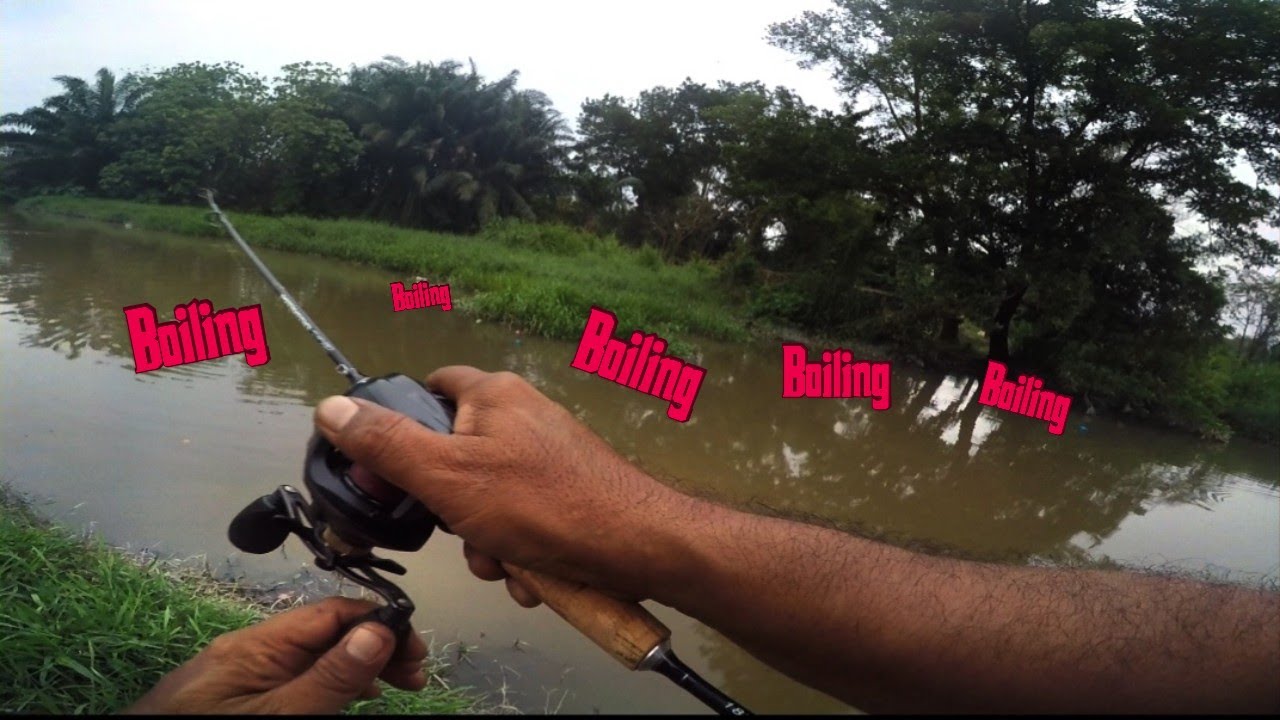 Gila banyak boiling | casting ikan bulan