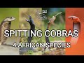 Deadly venomous spitting cobras, best wild snake action, Red, Mozambique, Black-necked, Ashe's