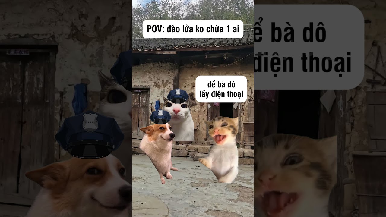  O L A Ko Ch 1 Ai Shorts Funny Dongvat Catmemes Cat Pov J4f