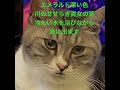 エメラルドドリーム