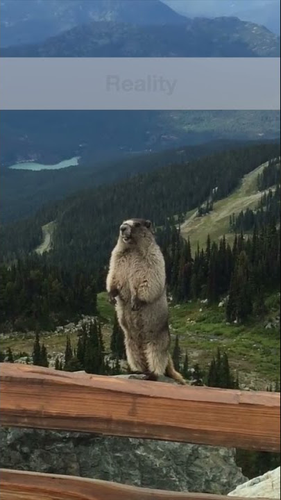 This Is How The Groundhog Actually Sounds