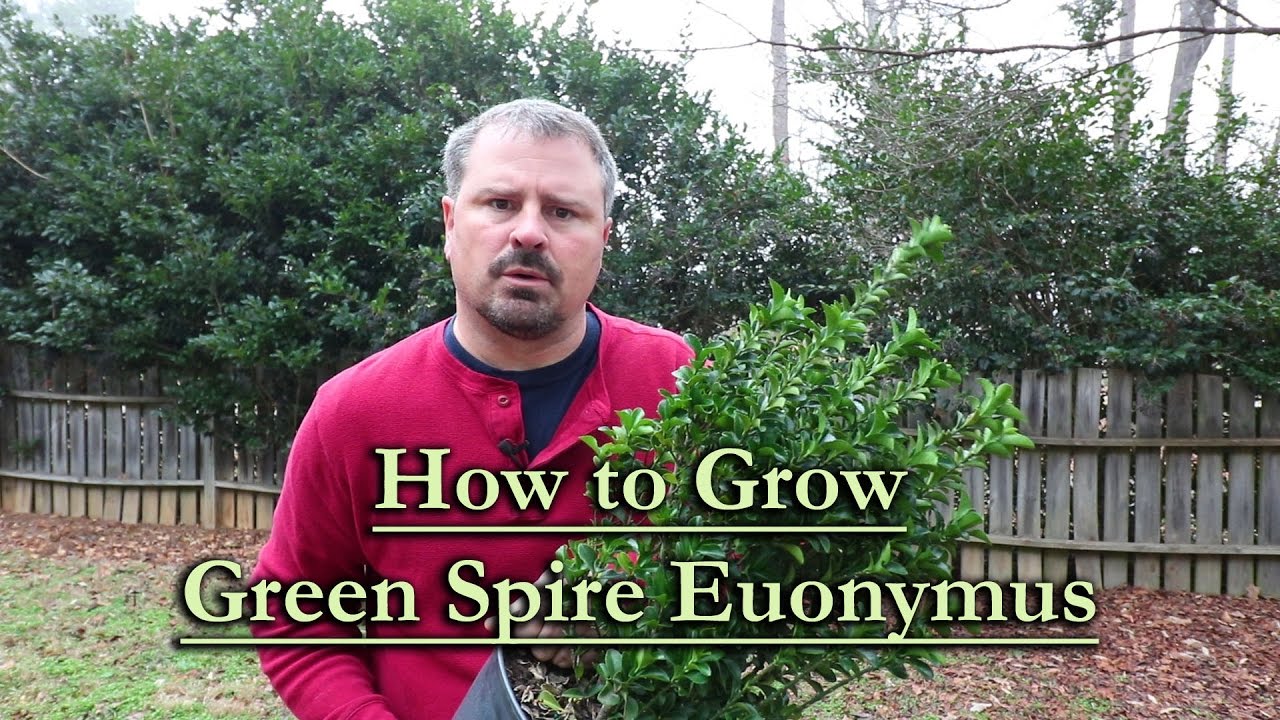 How To Grow Green Spire Euonymus Upright Narrow Evergreen Shrub Youtube