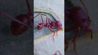How I Failed To Save My Ant Colony