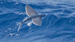 Flying fish video  Flying fish attack 