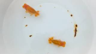 DSCF5518