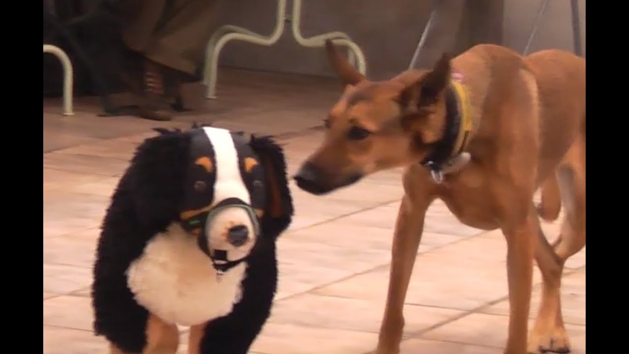 Zehn Rettungshunde unter Alltags-Stress!