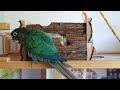 Difference between my male and female green cheek conure