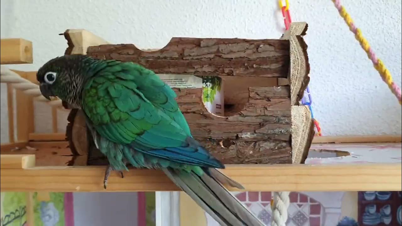 Difference Between My Male And Female Green Cheek Conure YouTube