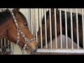 Auf den Spuren eines Pferdehändlers | Panorama 3 | NDR