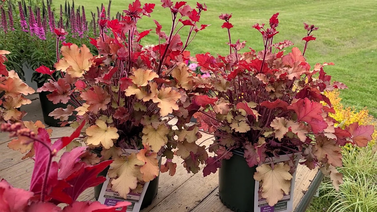 Heuchera 'Marmalade', 'Forever Red' 'Zipper' (Coral Bells) // 3 colorful perennials - YouTube