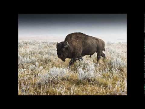 Ninghtingale One Man S Dream Until The Last Moment Yanni