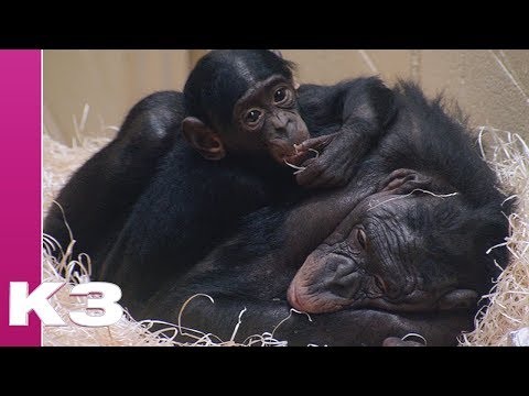 K3 - De wereld van K3 - Dieren - Bonobo