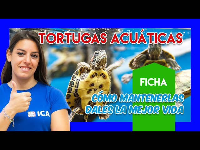 Acua-Fauna - 🐢Si buscas un espacio más amplio para tus tortugas, el  tortuguero de Vidrio en tamaño grande será tu mejor opción. 🐢 Consta de un  espacio semi-acuático donde podrás mantener un