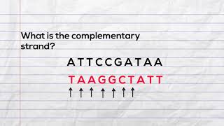 Practice writing the complementary strand of DNA  and mRNA during transcription screenshot 3