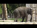 Kiev Zoo -the funny🐻Bears and the🐘Elephant
