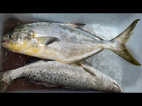 Giant Pompano caught using three way swivel (Seawolf Park)