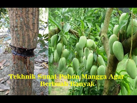 Video: Apa Itu Tree Girdling - Haruskah Anda Mengikat Pohon Buah Untuk Hasil Yang Lebih Baik