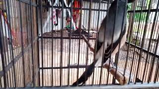 Download Lagu Masteran jentet full isian mewah MP3