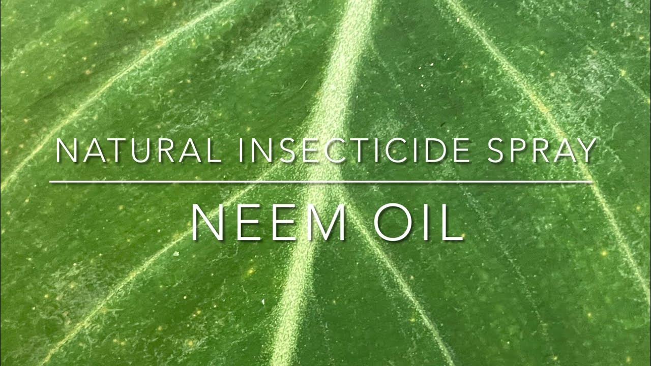 AllNatural Neem Oil and Castile Soap Insecticide YouTube