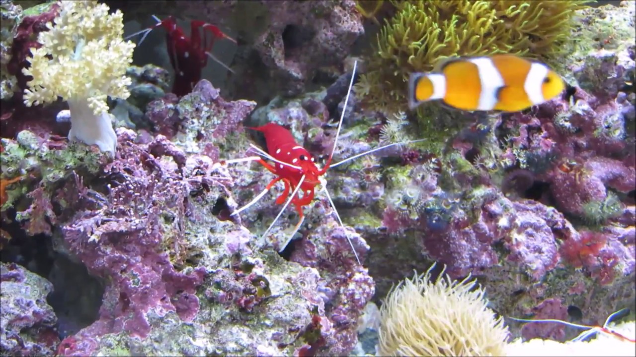 初心者が作る海水魚 スカンクシュリンプ ホワイトソックス Youtube