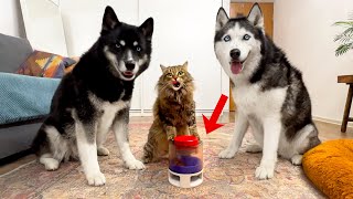 Who is Smarter? Dogs Husky And Cats VS Logic Toys