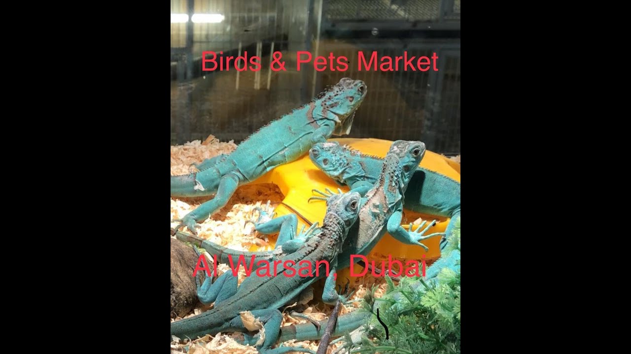 Birds and Pet Market Dubai VLOG The Biggest Pet Market in Al Warsan
