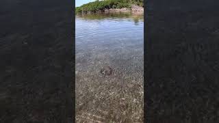 Download Lagu baby nurse shark #wildflorida #nature #floridawildlife MP3 Download Lagu baby nurse shark #wildflorida #nature #floridawildlife MP3